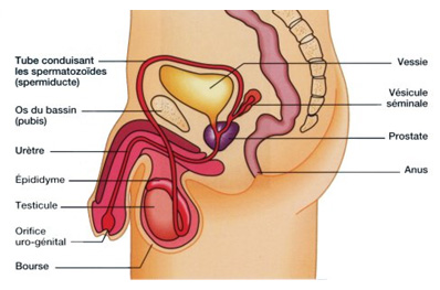 Anatomie génitale masculine