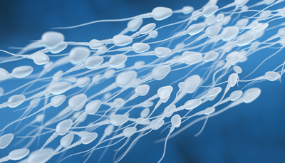 spermatozoïdes