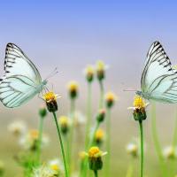 deux papillons